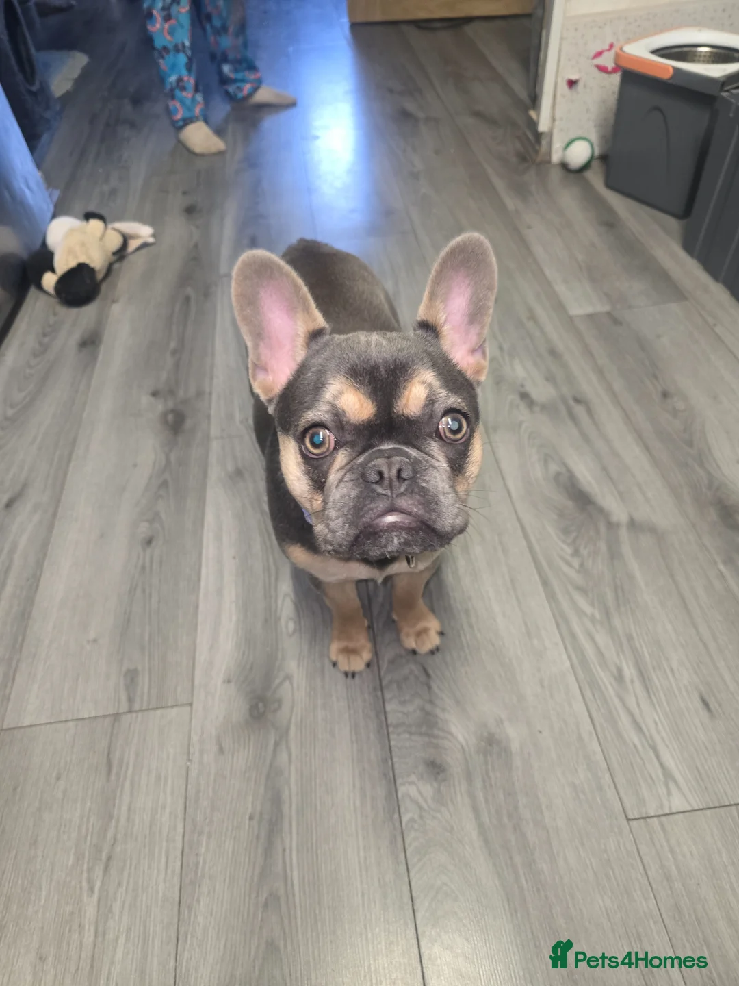 French Bulldog dogs for sale: 6 month old female frenchie  - Advert 2
