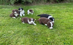 Border Collie dogs for sale: *BORDER COLLIE PUPPIES*⚫️⚪️🟤 - Image 4