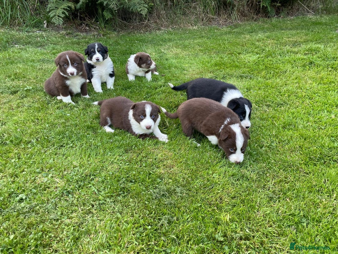 Border Collie dogs for sale: *BORDER COLLIE PUPPIES*⚫️⚪️🟤 - Image 4