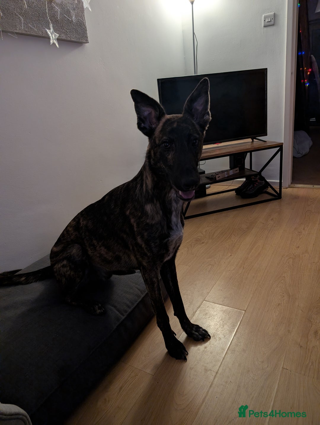 Mixed Breed dogs for sale: Knox - Shephound - Advert 3