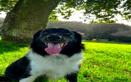 Mixed Breed dogs for sale: Collie cocker male 3 years old in Plymouth - Image 3