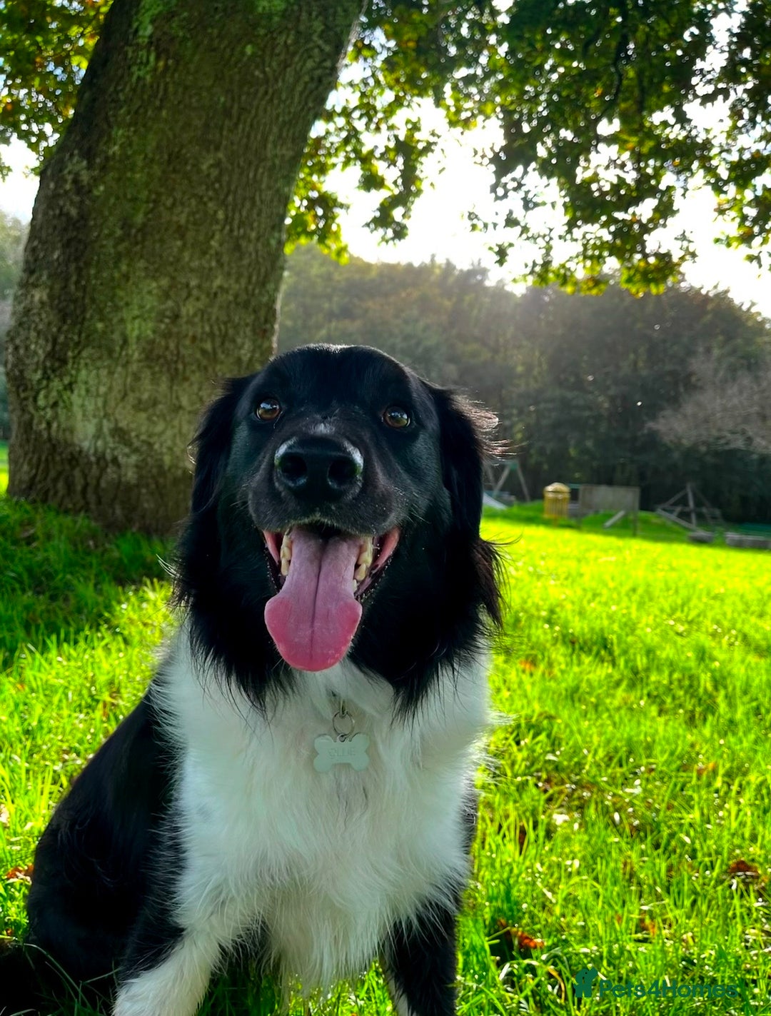 Mixed Breed dogs for sale: Collie cocker male 3 years old in Plymouth - Image 3