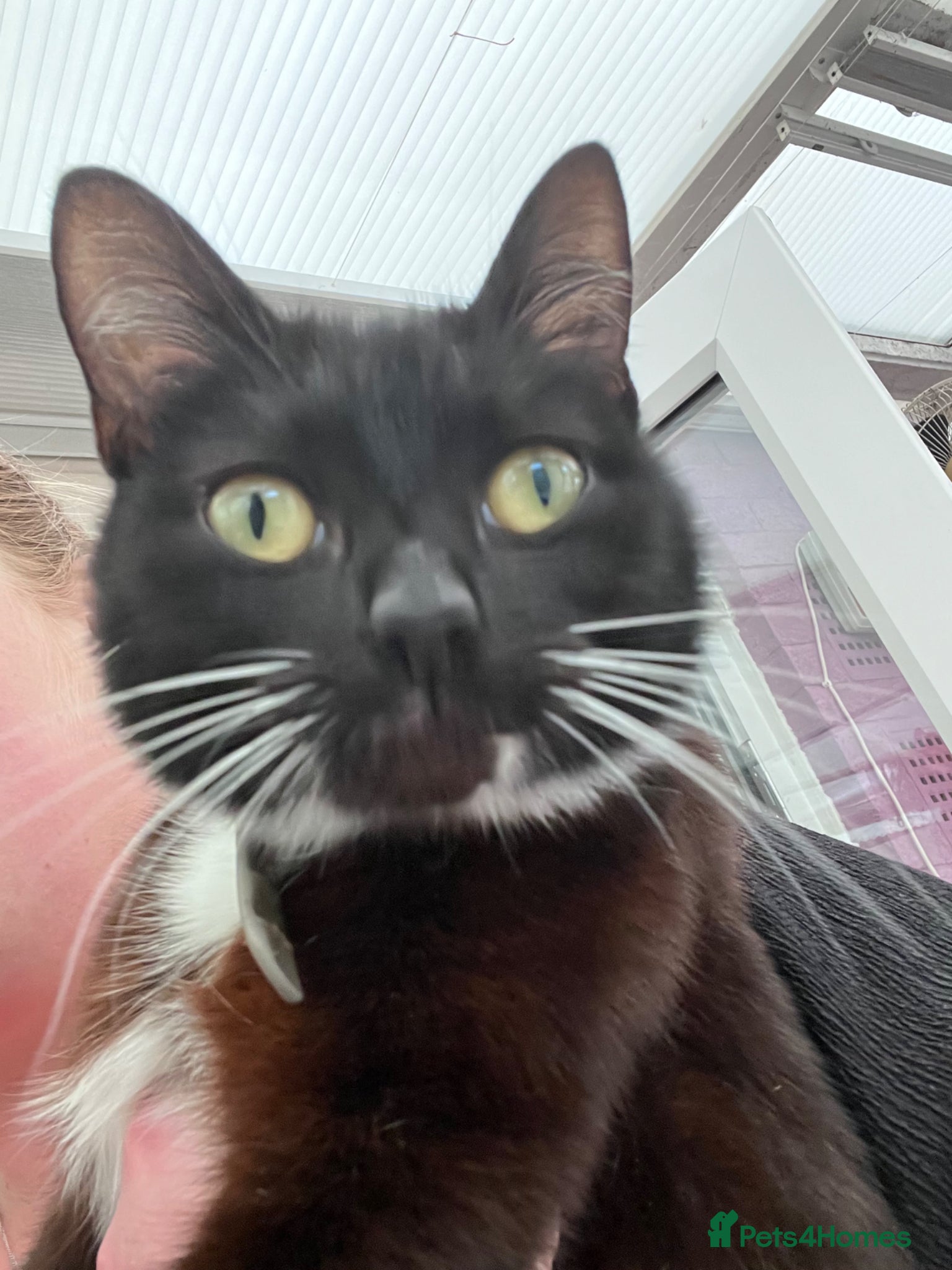 Mixed Breed cats for sale: Beautiful kittens in Southsea - Advert 6