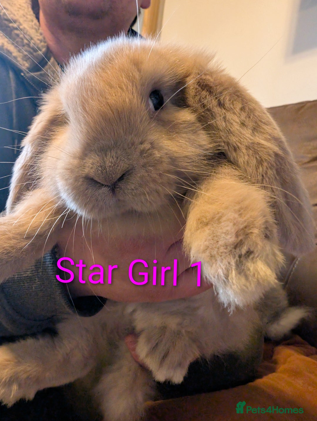 Continental Giant rabbits for sale: Giant bunnies  - Advert 4