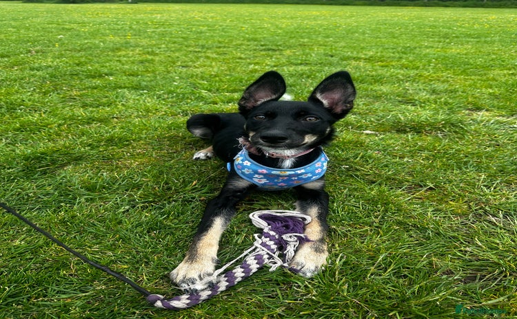 Australian Kelpie dogs - Advert 1