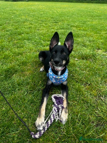 Australian Kelpie dogs - Advert 6