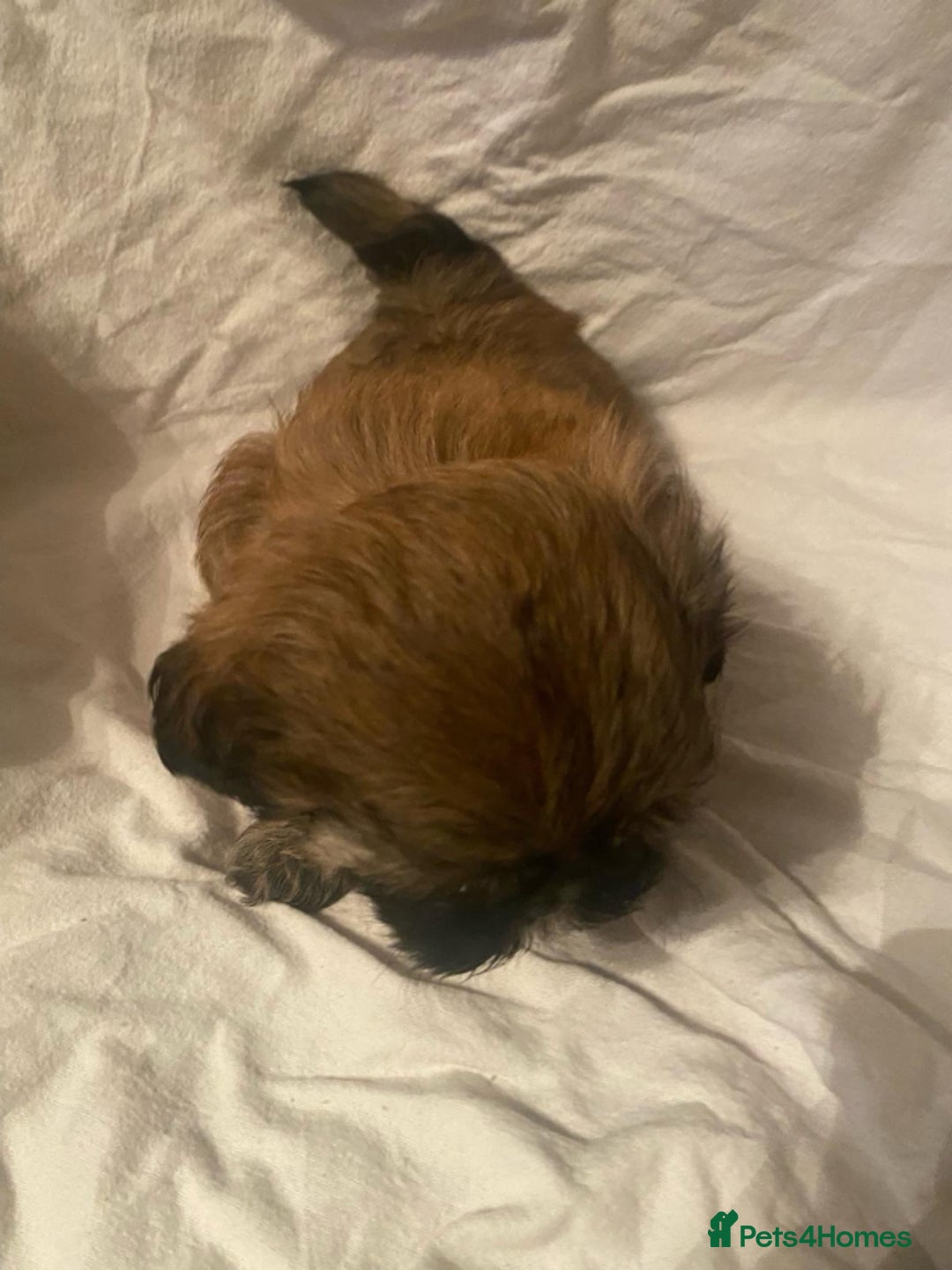 Shih Tzu dogs for sale: Stunning shih tzu puppies - Image 15