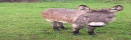 Donkey livestock for sale: Male Donkey Foal for Sale - Advert 10
