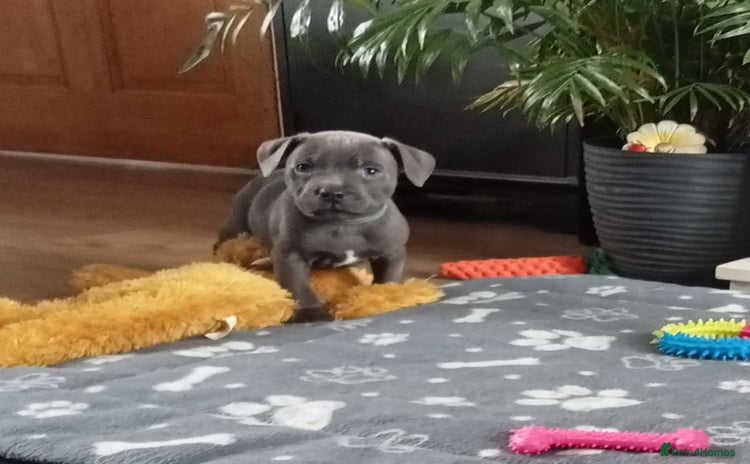 Staffordshire Bull Terrier dogs - Advert 10