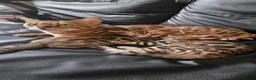 Bengal cats for sale: Bengal - Advert 4