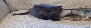 Siberian 3