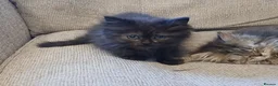 Siberian cats for sale: Pure Siberian kittens for sale - Advert 10