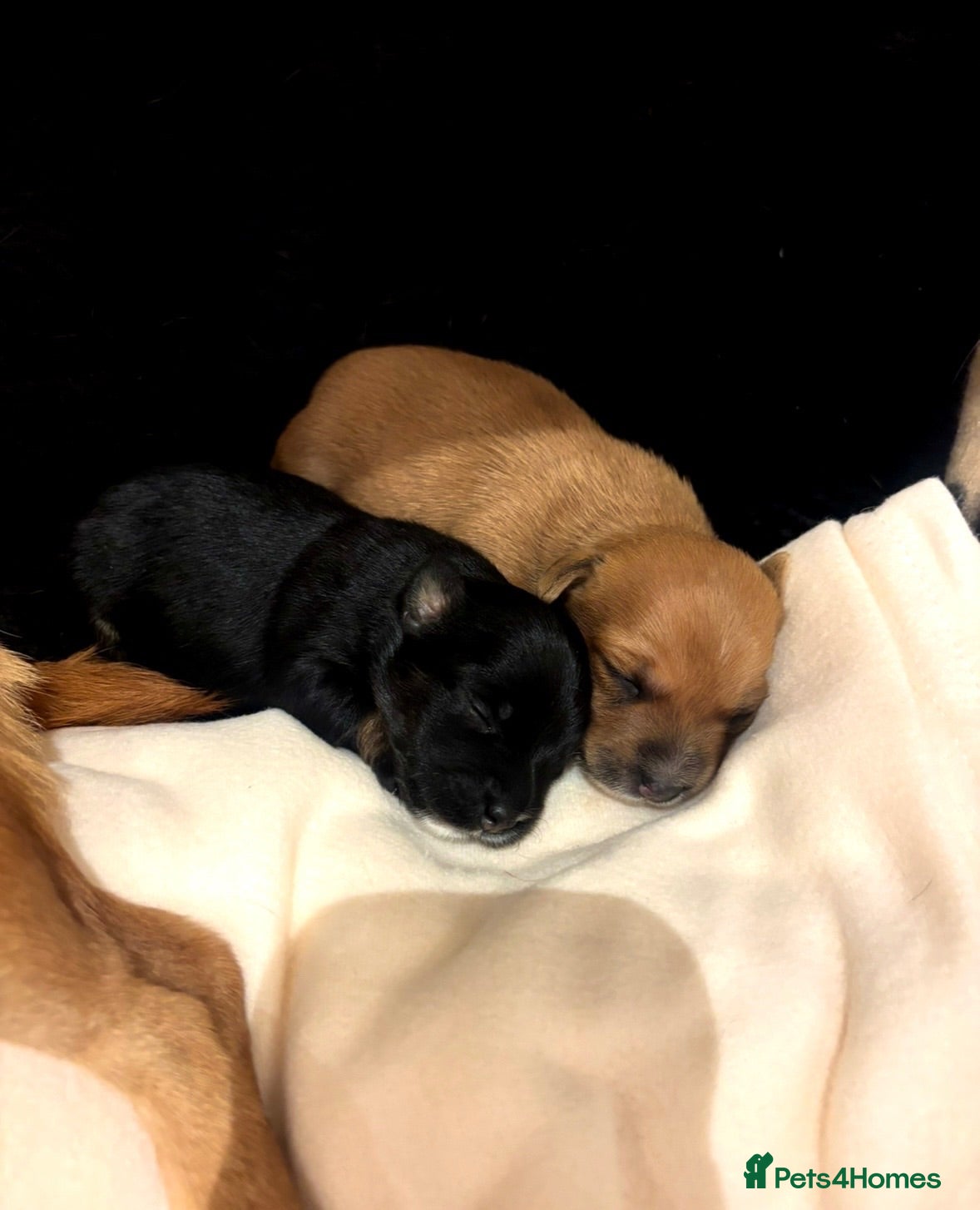 Mixed Breed dogs 1 boy 1 girl  - Advert 1