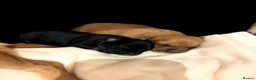 Mixed Breed dogs for sale: 1 boy 1 girl  in Winsford - Advert 1
