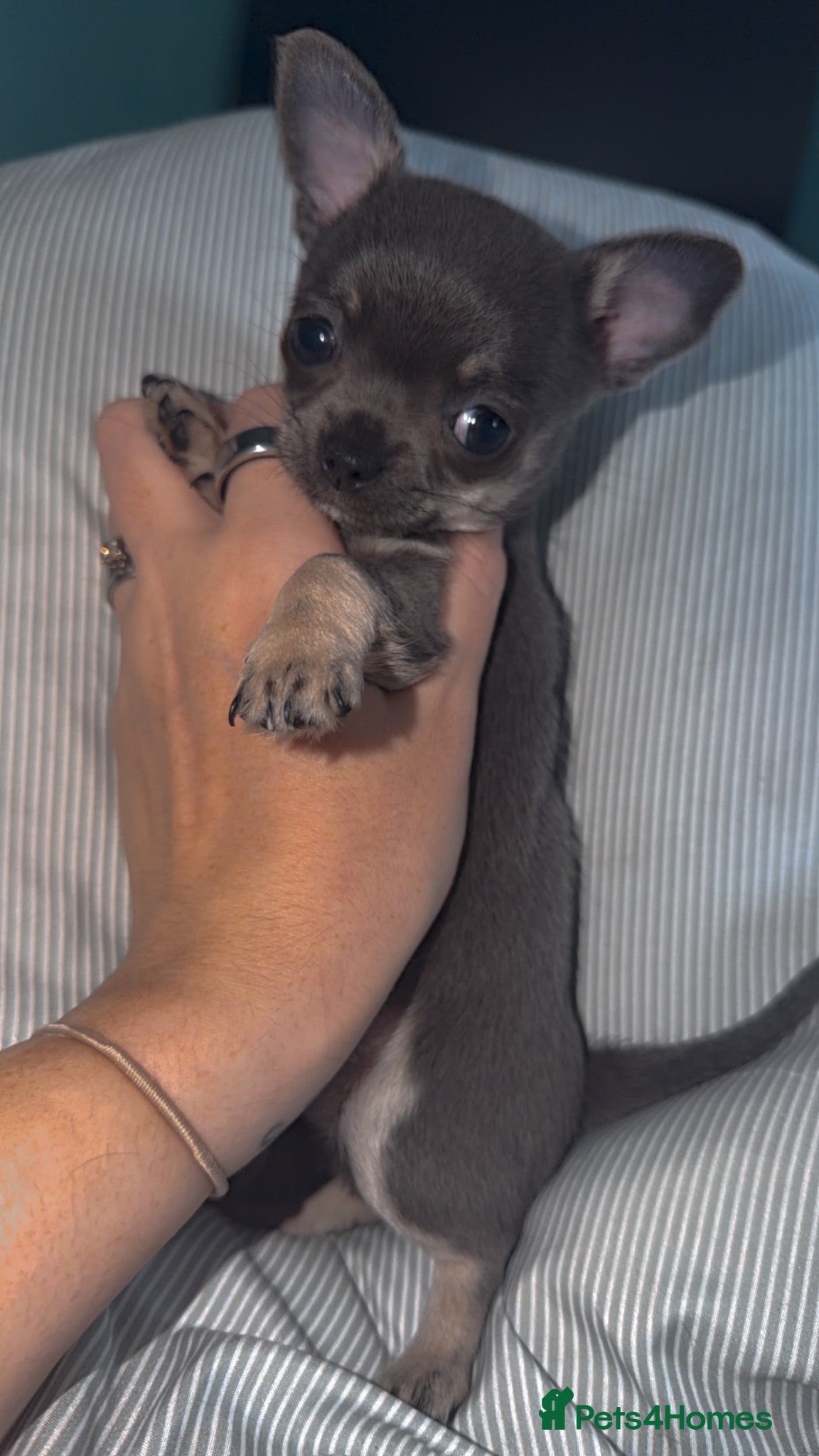 Chihuahua dogs Lilac chi boy - ready too leave 🩵 - Advert 10