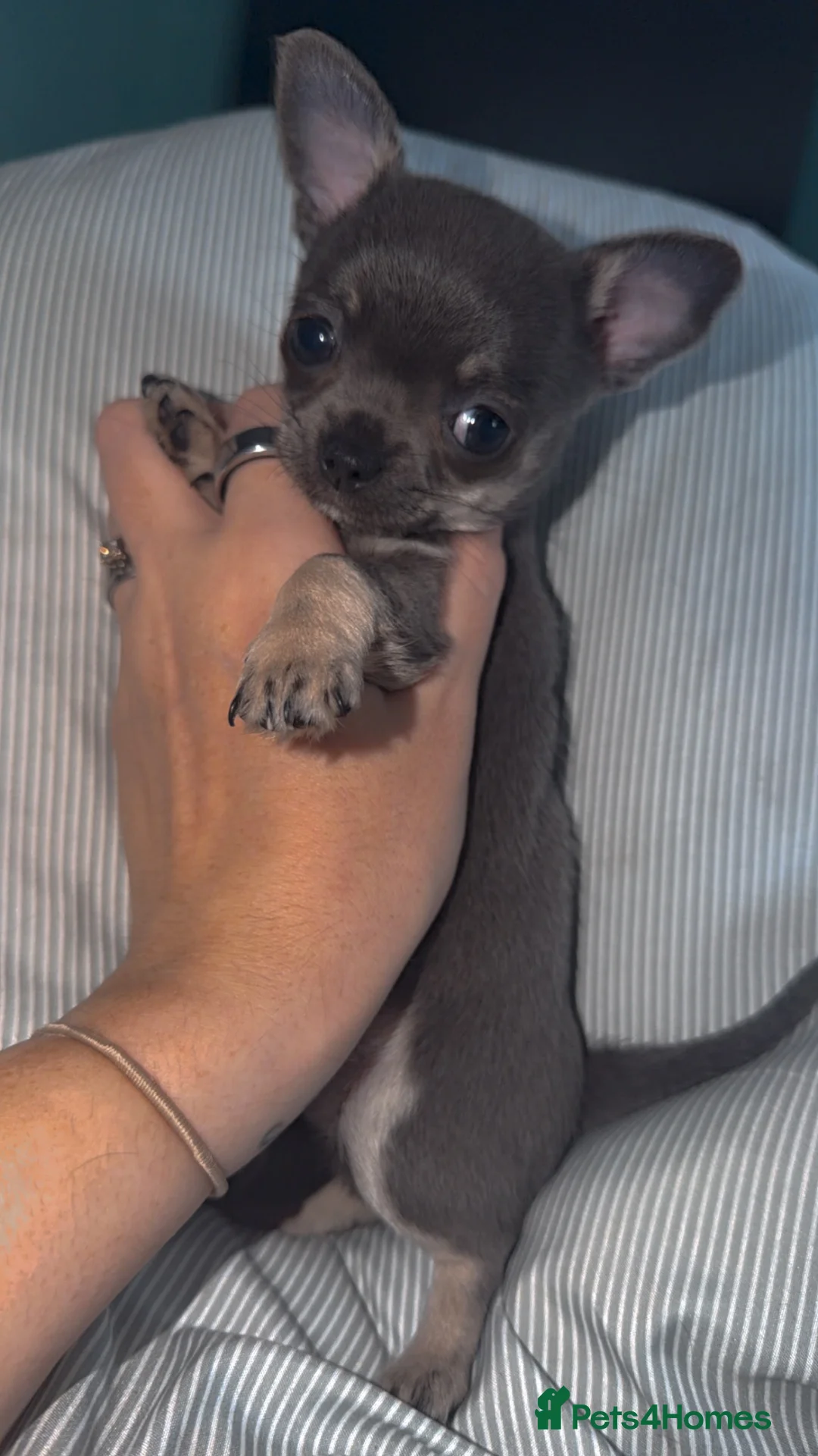 Chihuahua dogs for sale: Lilac chi boy - ready too leave 🩵 - Advert 1