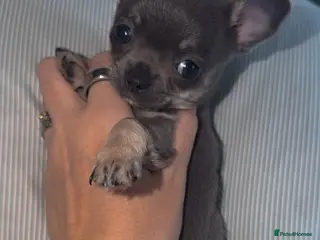 Chihuahua dogs Lilac chi boy - ready too leave 🩵 - Advert 10