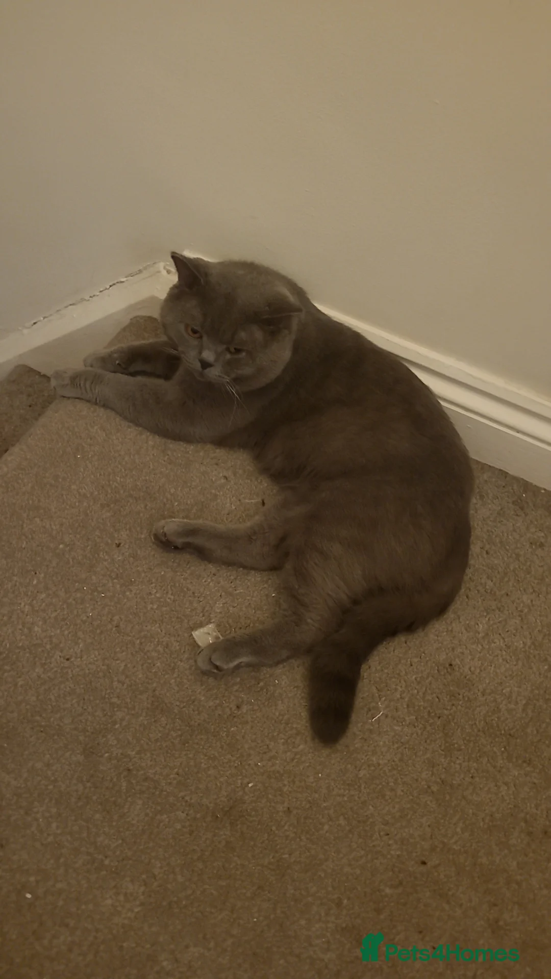 British Shorthair cats for sale: British Blue Male GCCF & TICA REGISTERED  - Advert 4