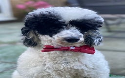Toy Poodle dogs for stud: Parti Toy Poodle KCregistered PRA PRCD NEG proven - Image 4