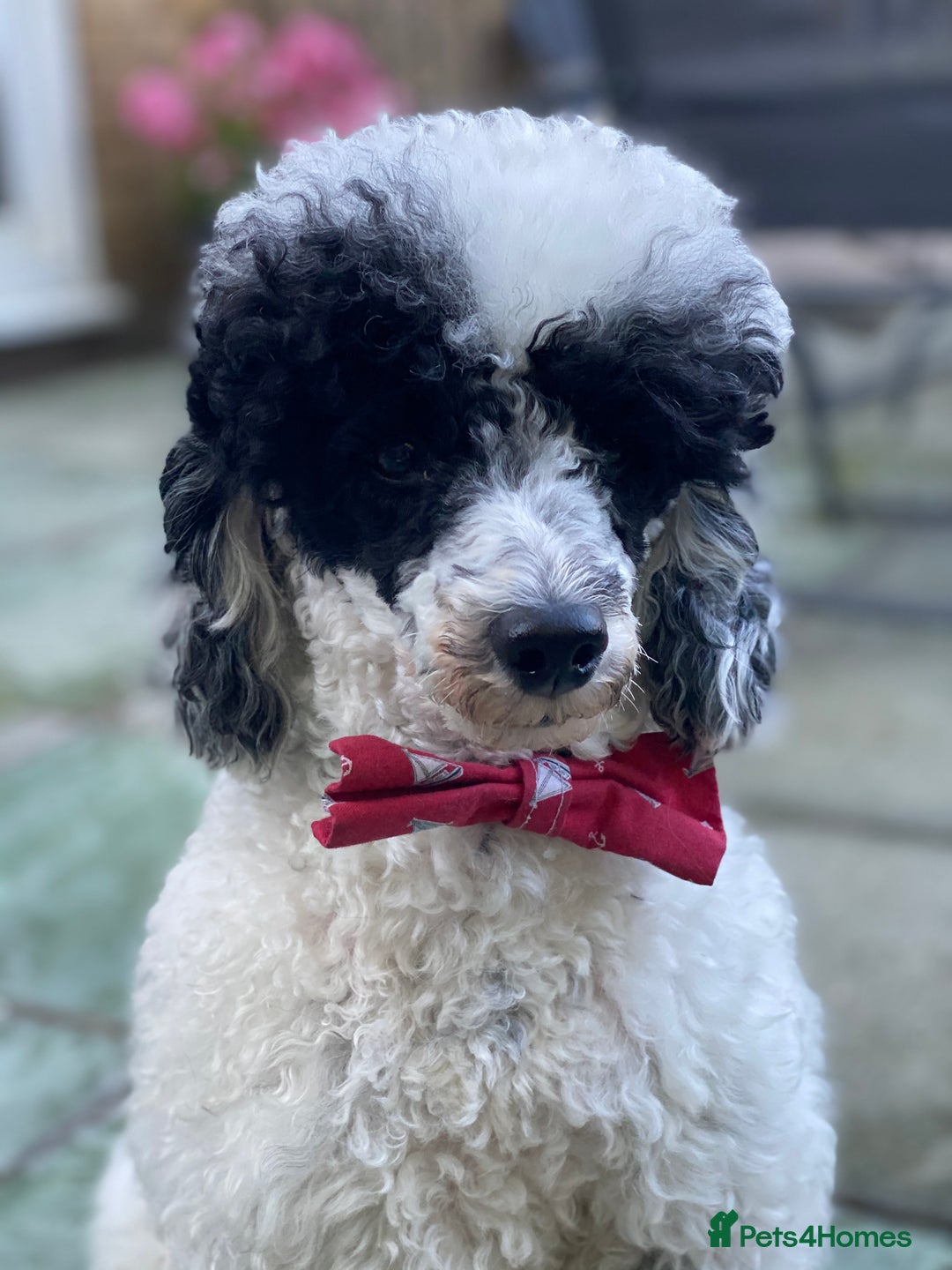 Toy Poodle dogs for stud: Parti Toy Poodle KCregistered PRA PRCD NEG proven - Image 4