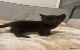Mixed Breed cats for sale: Our lonely last little boy  - Image 3
