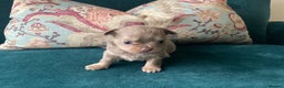Chihuahua dogs for sale: Beautiful chihuahua puppies  - Advert 19