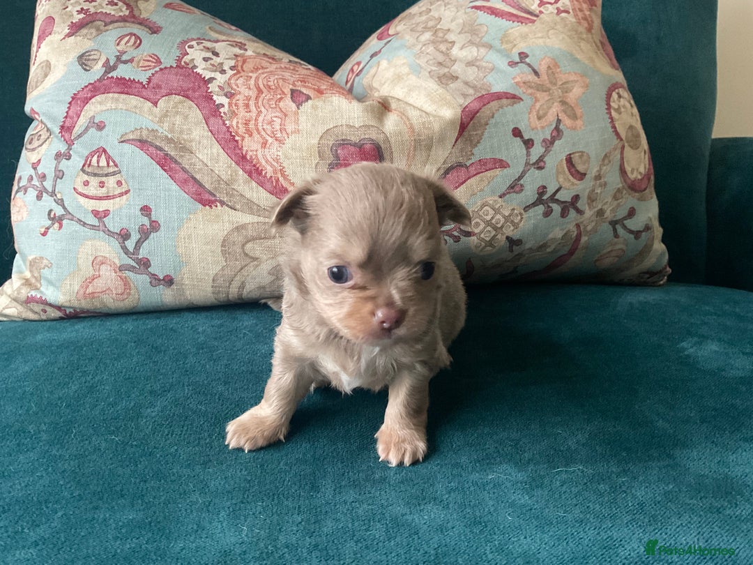 Chihuahua dogs for sale: Beautiful chihuahua puppies  - Advert 19