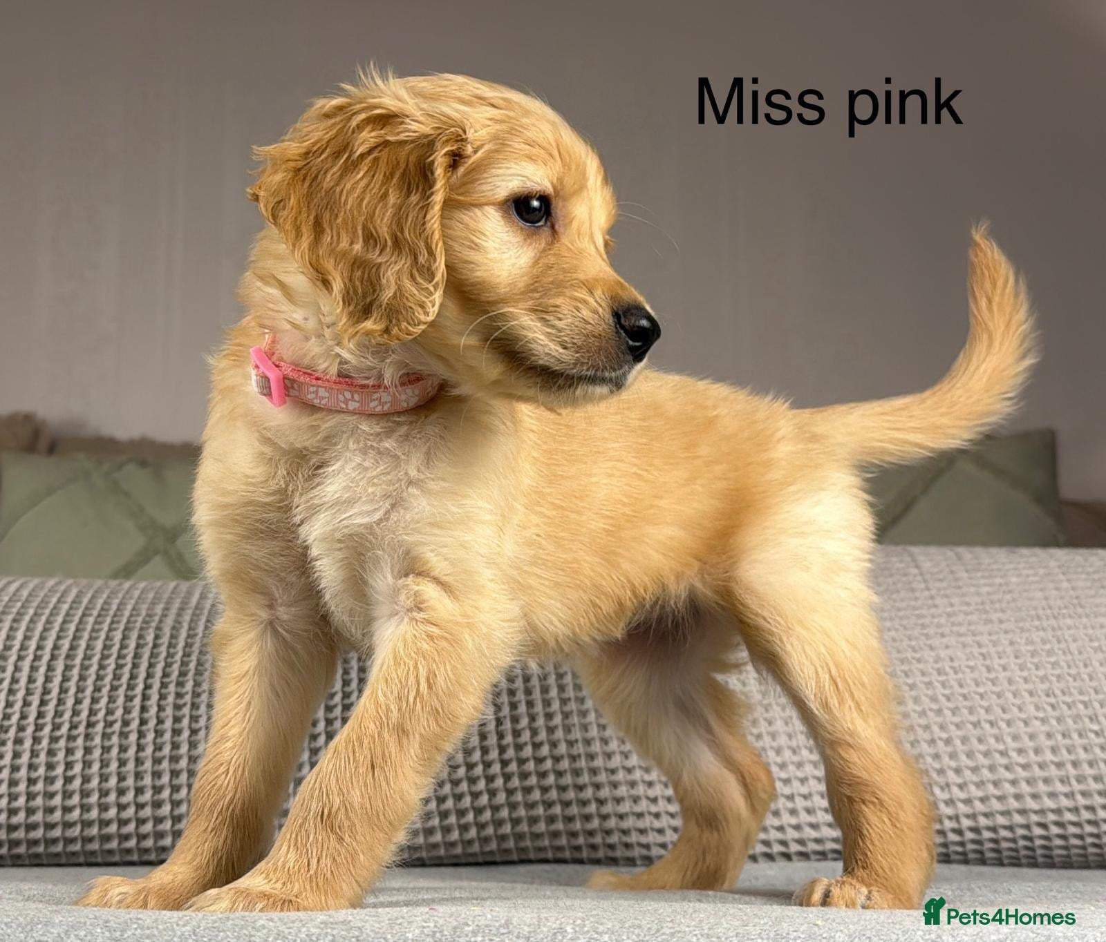 Goldendoodle dogs BEAUTIFUL HEALTHY LOVING PUPPIES  - Advert 2