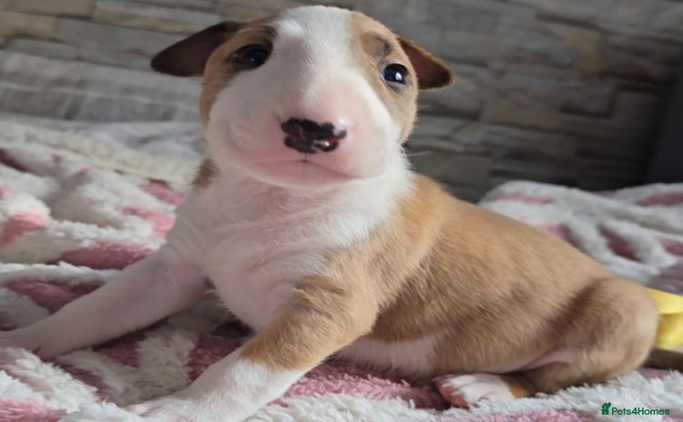 English Bull Terrier dogs - Advert 3