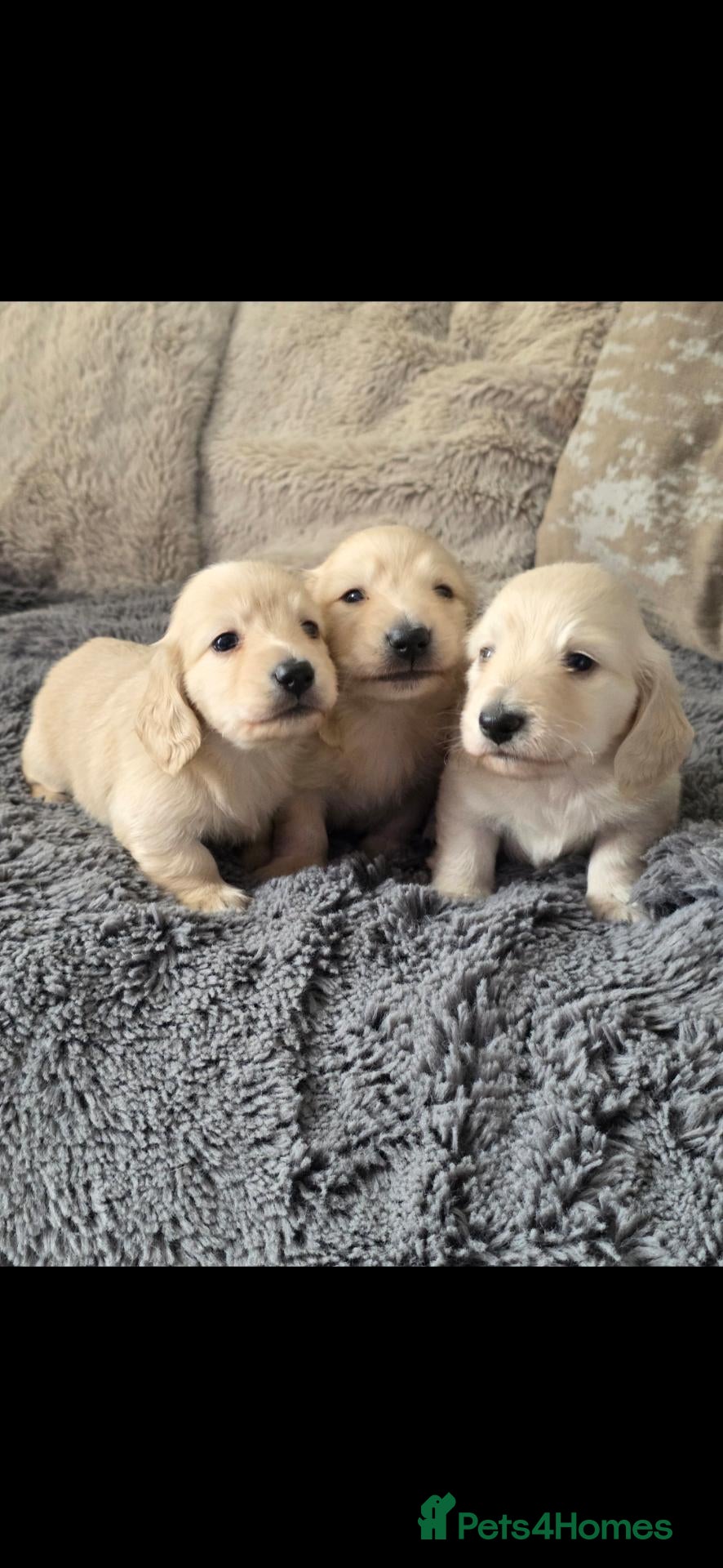 Miniature Dachshund dogs Clear cream miniature long-haired Dachshunds - Advert 1
