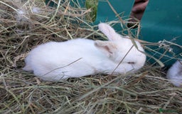 Mini Lop rabbits for sale: Baby mini lops for sale- Robertsbridge - Image 3