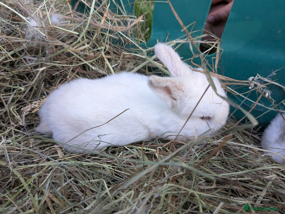 Mini Lop rabbits for sale: Baby mini lops for sale- Robertsbridge - Image 3