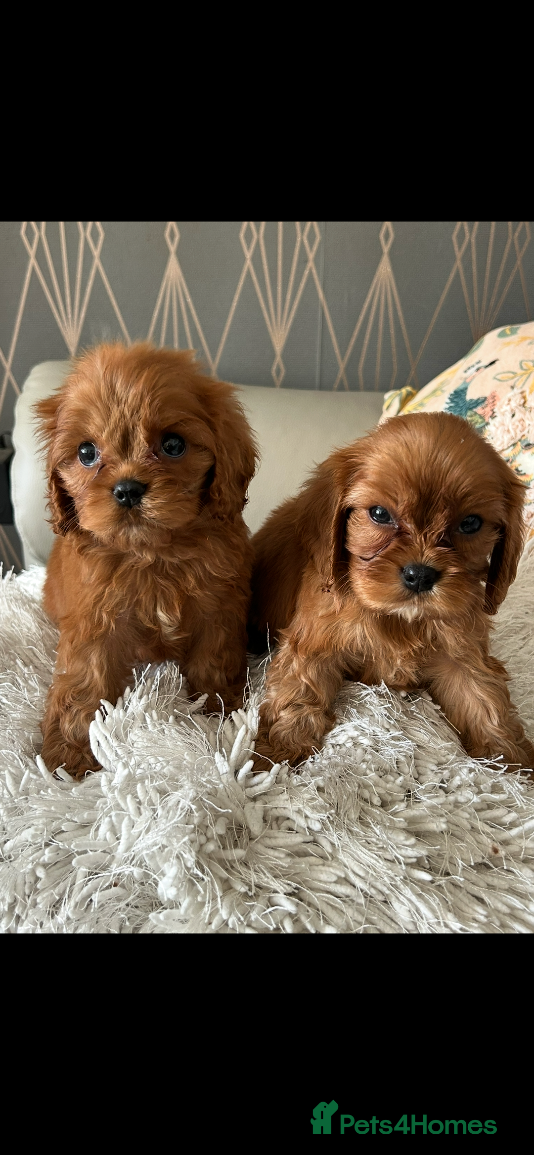 Cavapoo dogs for sale: Cavapoo F1 male puppy  - Advert 5