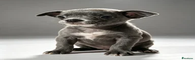 Chihuahua 3