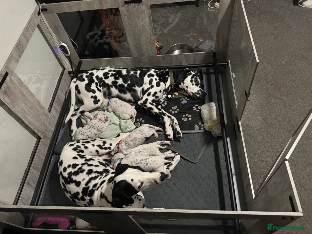Dalmatian dogs for sale: 1 Boy Left!!! (KC Registered dalmatian pups)!!) - Advert 6