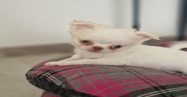 Chihuahua dogs - Advert 3