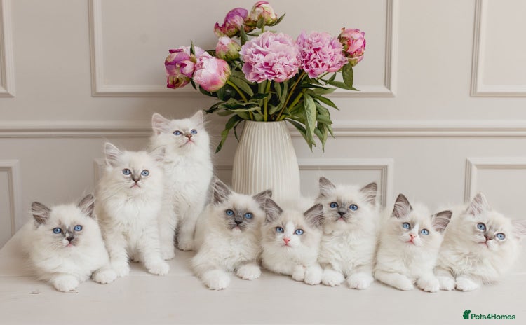 Ragdoll cats - Advert 10