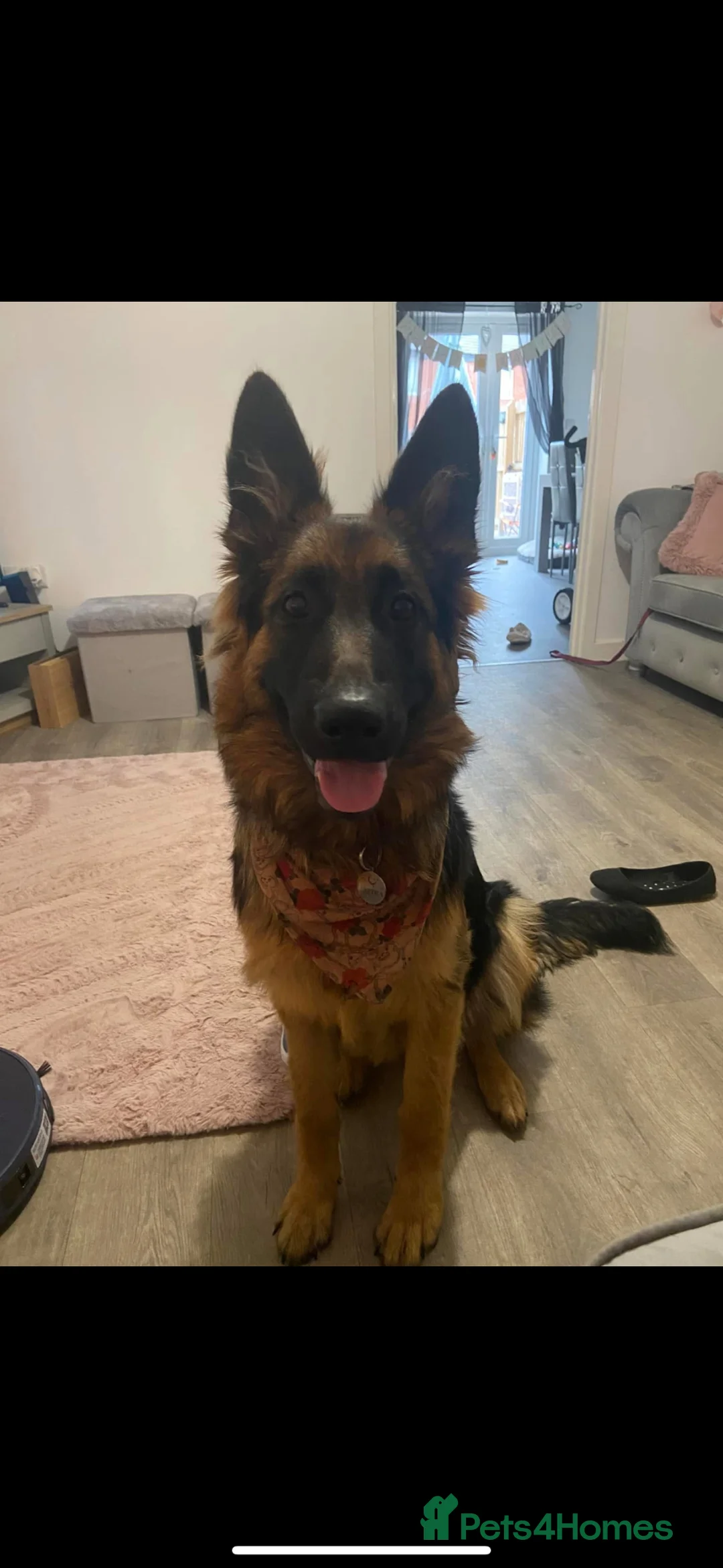 German Shepherd dogs for sale: Female German shepherd  - Advert 2
