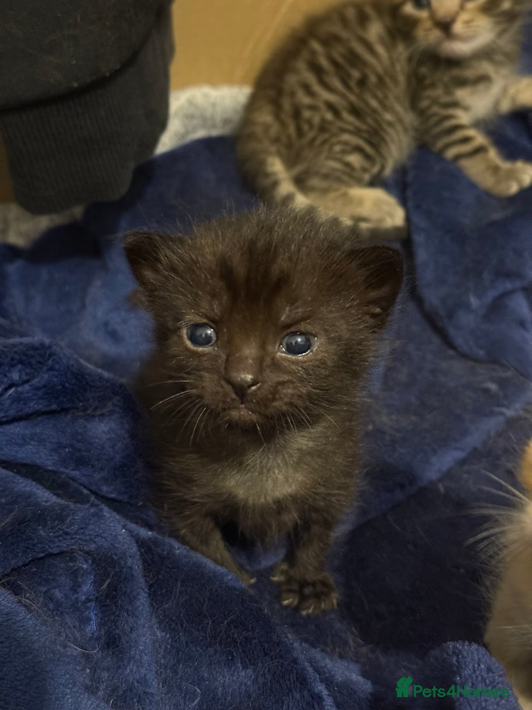 Domestic Shorthair cats for sale: Our babies looking for their forever lovely home - Image 26