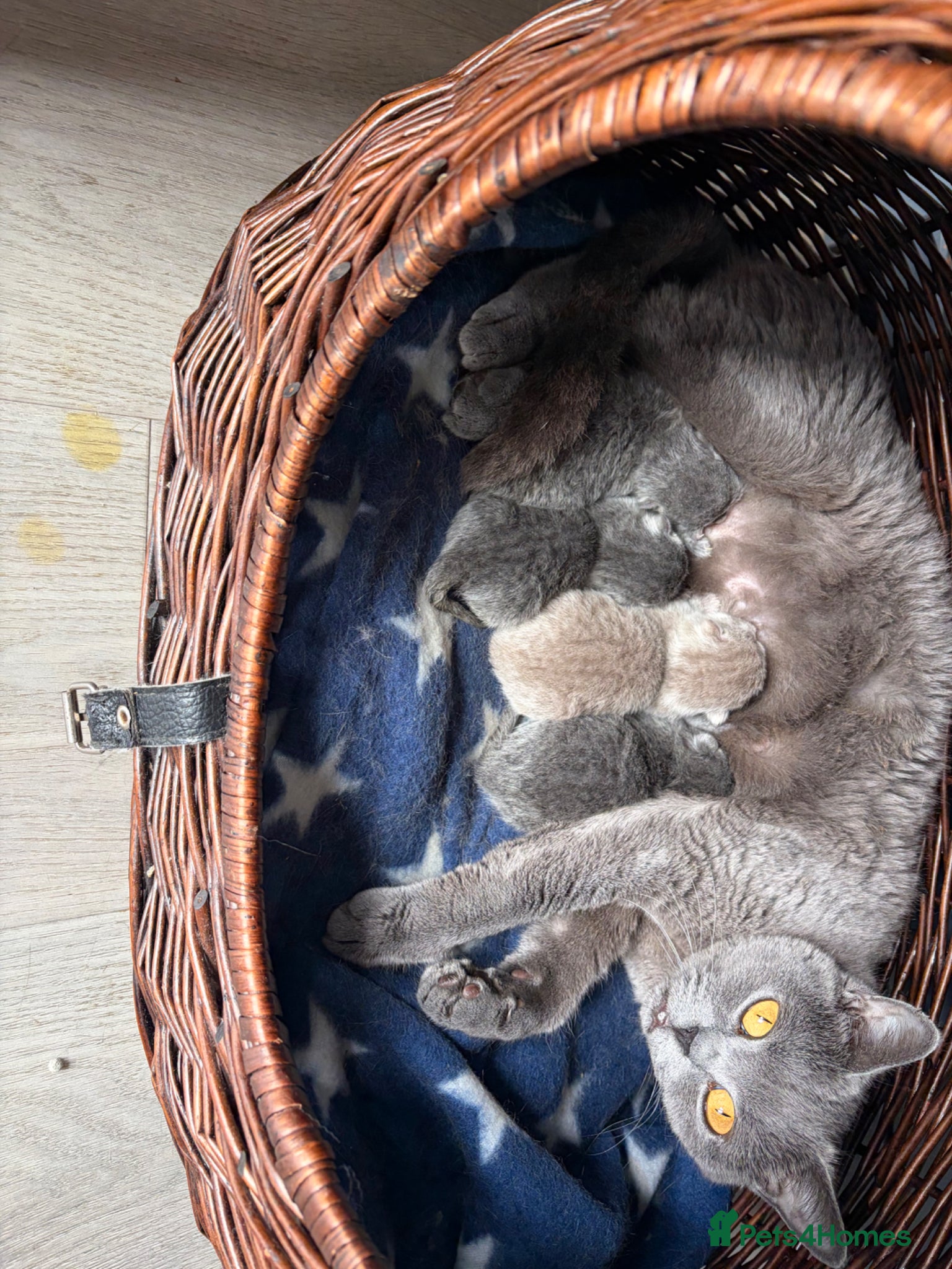 British Shorthair cats Beautiful GCCF kittens  - Advert 1