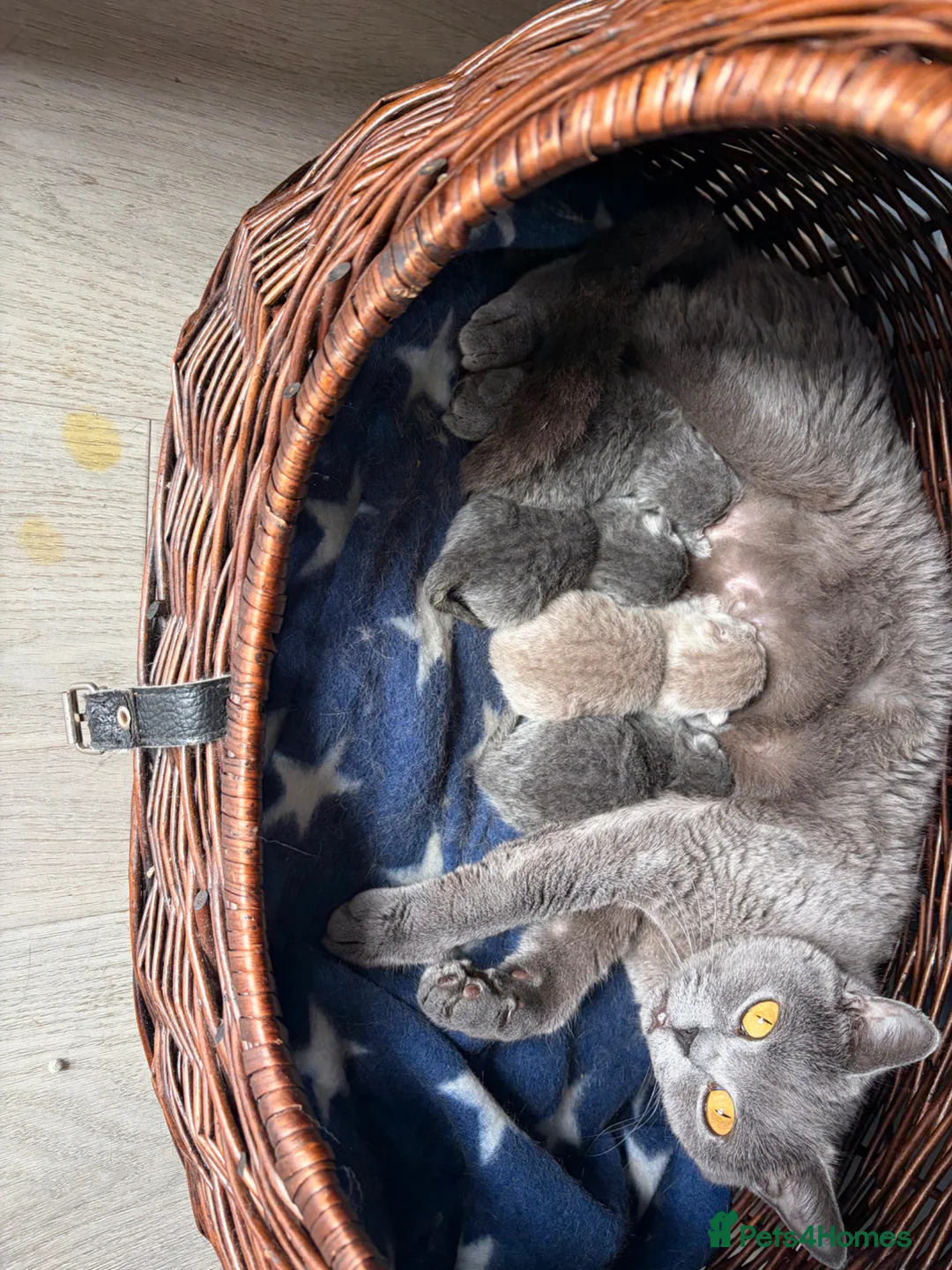British Shorthair cats for sale: Beautiful GCCF kittens  in Wakefield - Advert 1