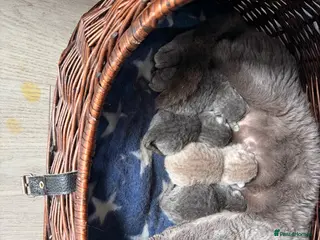 British Shorthair cats Beautiful GCCF kittens - Advert 1