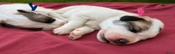 Pyrenean Mountain Dog dogs for sale: Beautiful KC Reg. Pyrenean Mountain Dog Puppies in Coventry - Advert 4