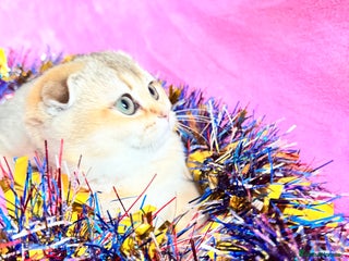 Scottish Fold cats Show quality TICA pedigree kittens - Advert 17