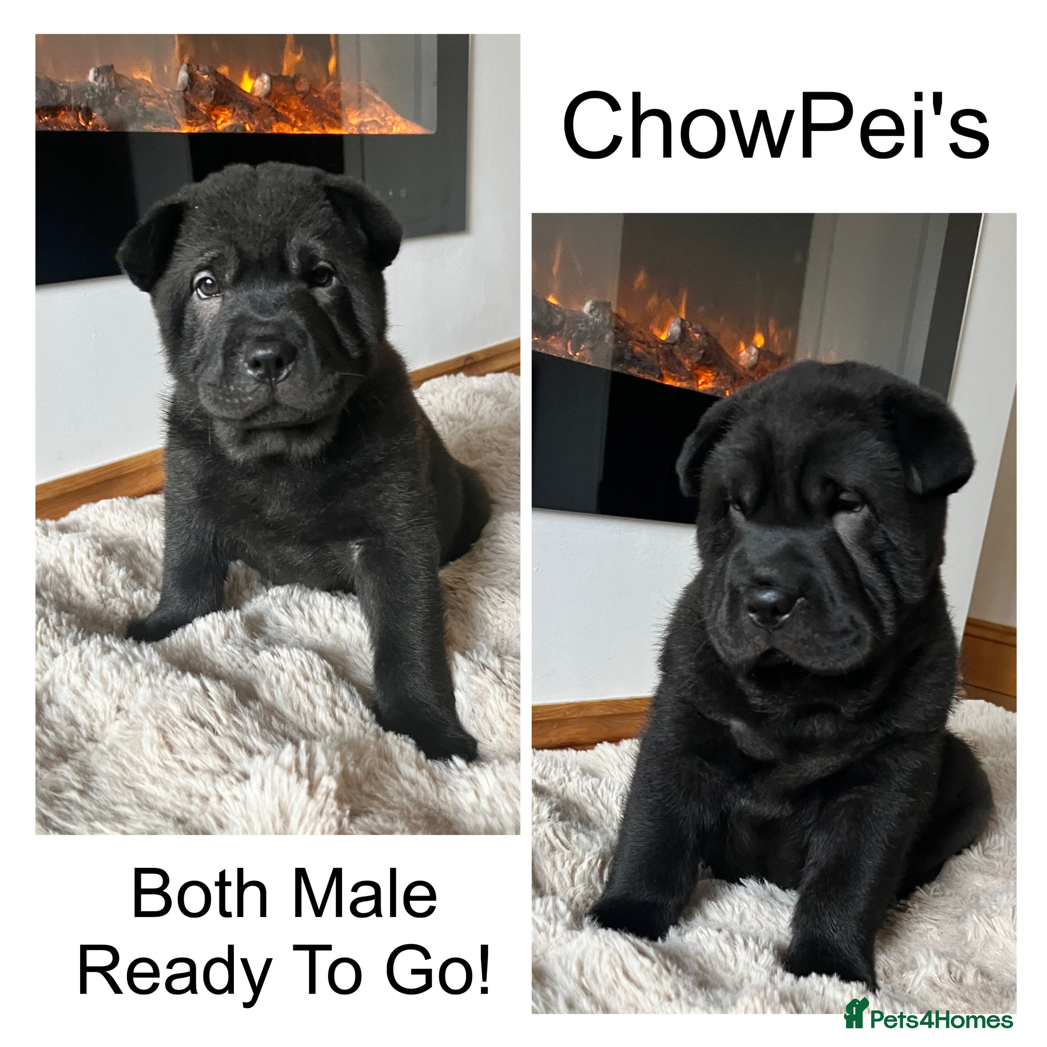 Mixed Breed dogs ChowPei Pups  - Advert 8