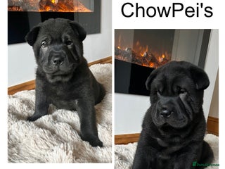 Mixed Breed dogs ChowPei Pups - Advert 8