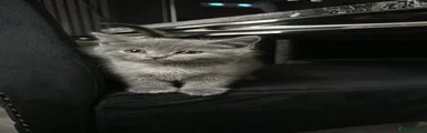 🔥 British Shorthair 2 🔥 
