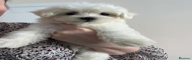 Maltese Puppy 5