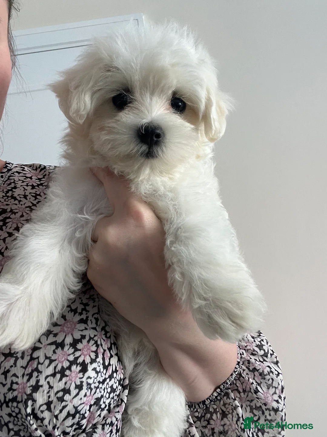 Maltese dogs for sale: Maltese-small size/hypoallergenic 3 boys-left! - Advert 2