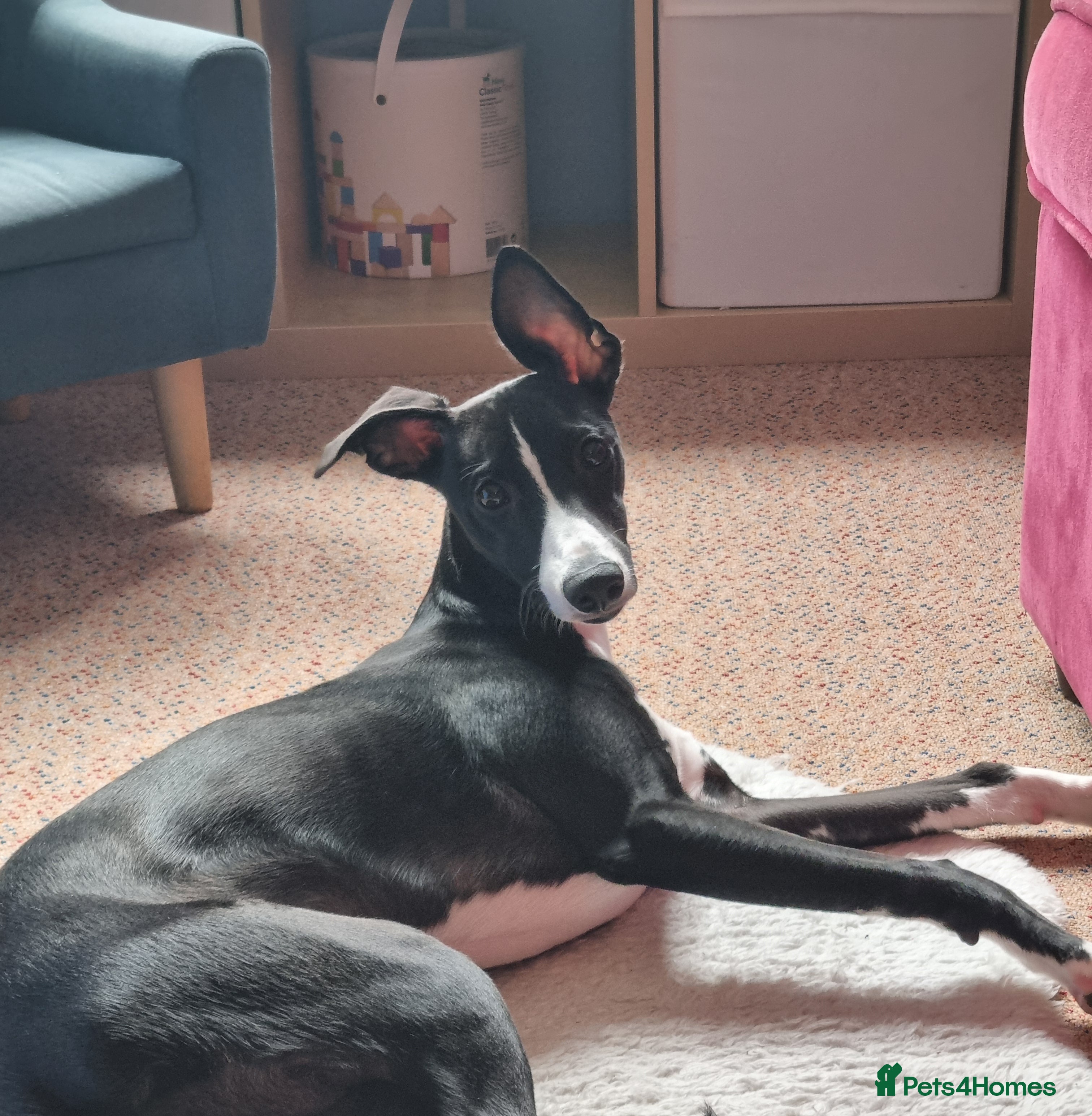 Whippet dogs Male Whippet 10 months old - Advert 15